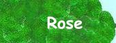 Rose's Family